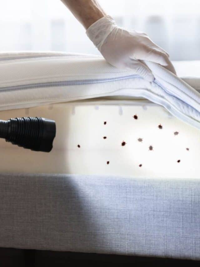 Eliminate Bed Bugs