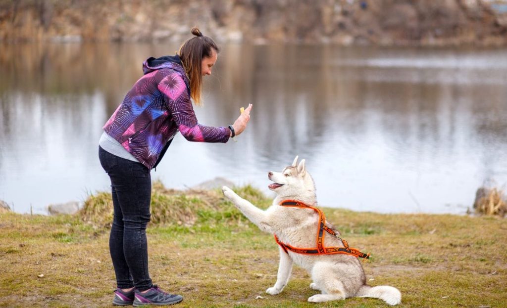 animal training center in Syracuse
