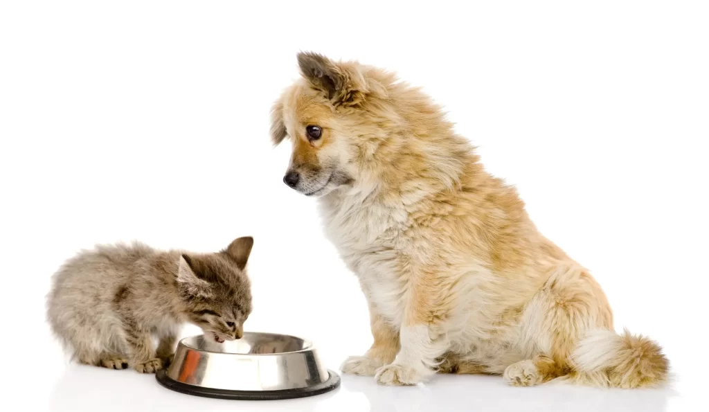 Pet Food Reviews