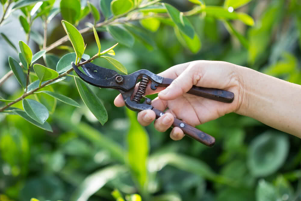 tree service company st petersburg fl
